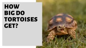 How Big Do Pet Tortoises Get?